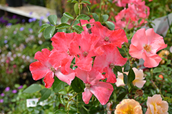Flower Carpet Coral Rose (Rosa 'Flower Carpet Coral') at A Very Successful Garden Center