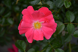 Flower Carpet Pink Supreme Rose (Rosa 'Flower Carpet Pink Supreme') at Green Thumb Garden Centre