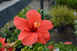 President Hibiscus (Hibiscus rosa-sinensis 'President') at Lakeshore Garden Centres