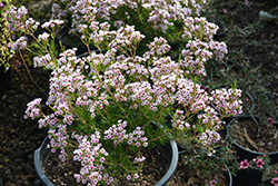 Southern Stars Waxflower (Chamelaucium x verticordia 'Southern Stars') at Lakeshore Garden Centres