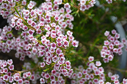 Southern Stars Waxflower (Chamelaucium x verticordia 'Southern Stars') at Lakeshore Garden Centres