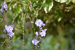 Variegated Sky Flower (Duranta erecta 'Variegata') at A Very Successful Garden Center