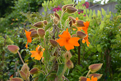 Orange Clock Vine (Thunbergia gregorii) at Lakeshore Garden Centres