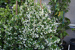 Confederate Star-Jasmine (Trachelospermum jasminoides) at Golden Acre Home & Garden