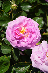 Arctic Blue Rose (Rosa 'WEKblufytirar') at Lakeshore Garden Centres