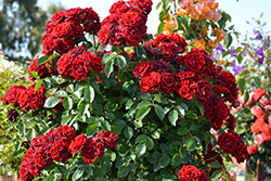Red Sunblaze Rose (Rosa 'Meirutral') at Lakeshore Garden Centres