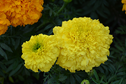 Inca Yellow Marigold (Tagetes erecta 'Inca Yellow') at A Very Successful Garden Center