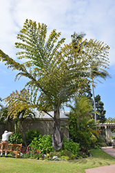Thai Mountain Giant Palm (Caryota gigas) at Stonegate Gardens