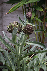 Purple Globe Artichoke (Cynara cardunculus var. scolymus 'Purple Globe') at A Very Successful Garden Center