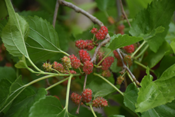 Common Mulberry (Morus alba) at A Very Successful Garden Center