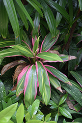 Kiwi Hawaiian Ti Plant (Cordyline fruticosa 'Kiwi') at Stonegate Gardens