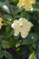 Arabian Jasmine (Jasminum sambac) at A Very Successful Garden Center