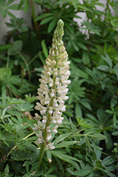Popsicle White Lupine (Lupinus 'Popsicle White') at A Very Successful Garden Center