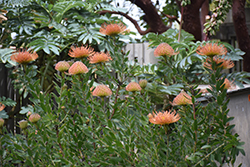 Catherine-Wheel Pincushion (Leucospermum catherinae) at Stonegate Gardens