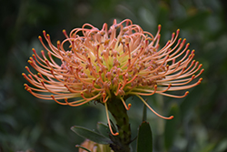 Catherine-Wheel Pincushion (Leucospermum catherinae) at A Very Successful Garden Center