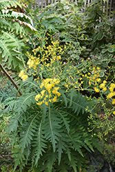 Tree Sonchus (Sonchus canariensis) at Stonegate Gardens