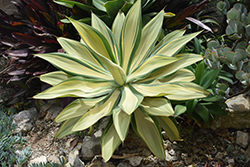 Variegated Fox Tail Agave (Agave attenuata 'Variegata') at Stonegate Gardens