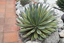 Blue Glow Agave (Agave 'Blue Glow') at Lakeshore Garden Centres