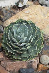 Parry's Agave (Agave parryi) at A Very Successful Garden Center