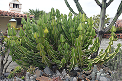 Bushveld Candelabra Tree (Euphorbia cooperi) at A Very Successful Garden Center