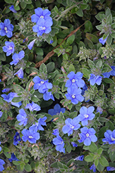 Blue My Mind Morning Glory (Evolvulus 'USEVO1201') at A Very Successful Garden Center