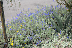 Germander Sage (Salvia chamaedryoides) at A Very Successful Garden Center