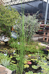 Rough Horsetail (Equisetum hyemale 'var. robustum') at A Very Successful Garden Center