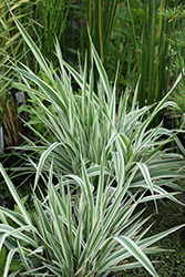 Tricolor Ribbon Grass (Phalaris arundinacea 'Feecy's Form') at Stonegate Gardens