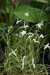 White Star Sedge (Dichromena colorata) at A Very Successful Garden Center