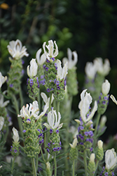 Javelin Forte White Lavender (Lavandula stoechas 'Javelin Forte White') at A Very Successful Garden Center