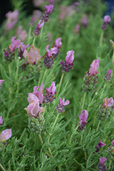 Javelin Forte Deep Rose Lavender (Lavandula stoechas 'Javelin Forte Deep Rose') at A Very Successful Garden Center
