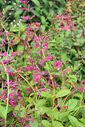 Chiapas Sage (Salvia chiapensis) at A Very Successful Garden Center