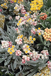 Ruby Cluster Strawflower (Helichrysum amorginum 'Blorub') at A Very Successful Garden Center