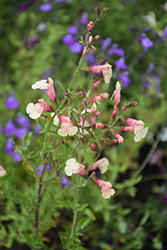 Sierra de San Antonio Sage (Salvia x jamensis 'Sierra de San Antonio') at A Very Successful Garden Center