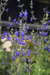 Marine Blue Salvia (Salvia 'Marine Blue') at A Very Successful Garden Center