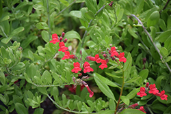 Island Snapdragon (Galvezia speciosa) at A Very Successful Garden Center