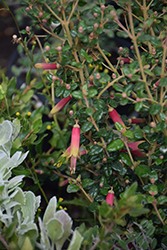 Kangaroo Island Fuchsia (Correa reflexa 'Kangaroo Island') at A Very Successful Garden Center