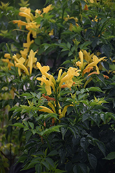 Cape Town Yellow Cape Honeysuckle (Tecomaria capensis 'DWYE001') at A Very Successful Garden Center
