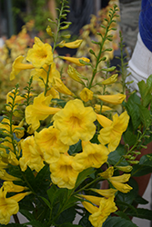 Mayan Gold Yellow Trumpetbush (Tecoma stans 'Mayan Gold') at A Very Successful Garden Center