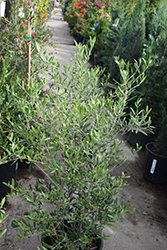 Majestic Beauty Olive (Olea europaea 'Monher') at A Very Successful Garden Center