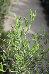 Majestic Beauty Olive (Olea europaea 'Monher') at A Very Successful Garden Center