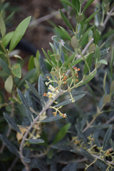 Arbequina European Olive (Olea europaea 'Arbequina') at A Very Successful Garden Center