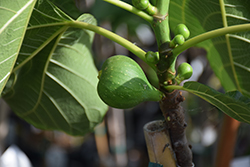 Peter's Honey Fig (Ficus carica 'Peter's Honey') at Lakeshore Garden Centres