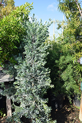 Crystal Blue Yellowwood (Podocarpus elongatus 'Crystal Blue') at A Very Successful Garden Center