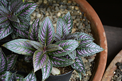 Persian Shield (Strobilanthes dyerianus) at A Very Successful Garden Center