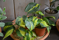 Brasil Philodendron (Philodendron hederaceum 'Brasil') at A Very Successful Garden Center