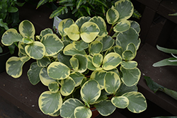 Variegated Baby Rubber Plant (Peperomia obtusifolia 'Variegata') at A Very Successful Garden Center