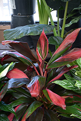 Florica Red Hawaiian Ti Plant (Cordyline fruticosa 'Florica Red') at Stonegate Gardens