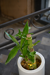 Lucky Bamboo (Dracaena sanderiana) at A Very Successful Garden Center