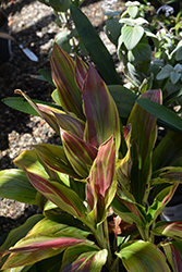 Sherbert Hawaiian Ti Plant (Cordyline fruticosa 'Sherbert') at A Very Successful Garden Center